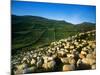 Sheep-null-Mounted Photographic Print