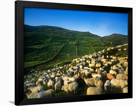 Sheep-null-Framed Photographic Print