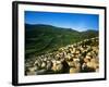 Sheep-null-Framed Photographic Print