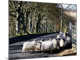 Sheep-null-Mounted Photographic Print