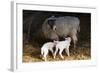 Sheep-null-Framed Photographic Print