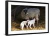 Sheep-null-Framed Photographic Print