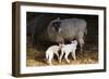 Sheep-null-Framed Photographic Print