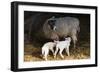 Sheep-null-Framed Photographic Print