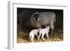 Sheep-null-Framed Photographic Print