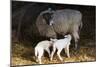 Sheep-null-Mounted Photographic Print