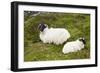 Sheep-null-Framed Photographic Print