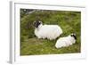 Sheep-null-Framed Photographic Print