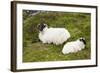 Sheep-null-Framed Photographic Print