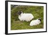 Sheep-null-Framed Photographic Print