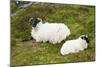 Sheep-null-Mounted Photographic Print