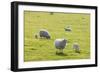 Sheep-null-Framed Photographic Print