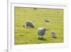 Sheep-null-Framed Photographic Print