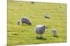 Sheep-null-Mounted Photographic Print