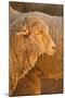 Sheep-Karyn Millet-Mounted Photographic Print