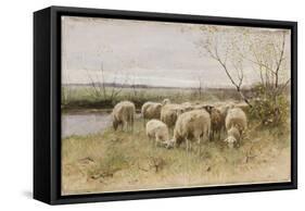 Sheep-Francois Pieter Ter Meulen-Framed Stretched Canvas