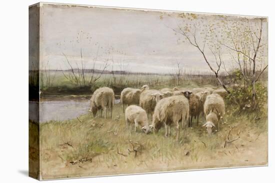 Sheep-Francois Pieter Ter Meulen-Stretched Canvas