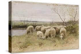 Sheep-Francois Pieter Ter Meulen-Stretched Canvas