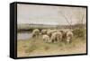 Sheep-Francois Pieter Ter Meulen-Framed Stretched Canvas