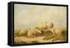 Sheep-Thomas Sidney Cooper-Framed Stretched Canvas