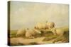 Sheep-Thomas Sidney Cooper-Stretched Canvas