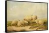 Sheep-Thomas Sidney Cooper-Framed Stretched Canvas