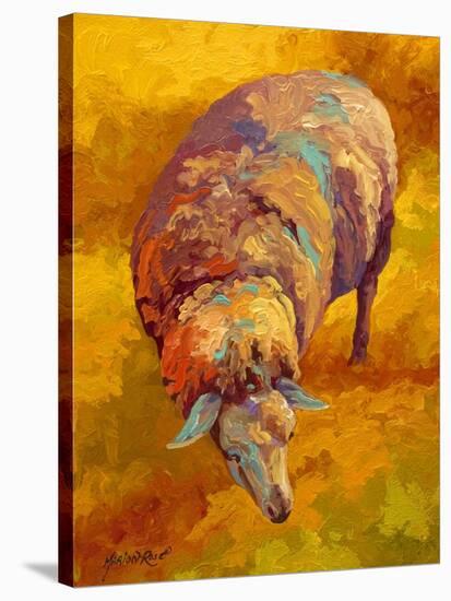 Sheep-Marion Rose-Stretched Canvas