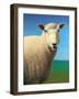 Sheep-James W. Johnson-Framed Giclee Print