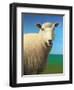 Sheep-James W. Johnson-Framed Giclee Print