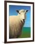 Sheep-James W. Johnson-Framed Giclee Print