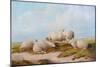 Sheep-Thomas Sidney Cooper-Mounted Giclee Print