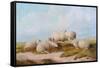 Sheep-Thomas Sidney Cooper-Framed Stretched Canvas