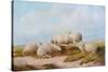 Sheep-Thomas Sidney Cooper-Stretched Canvas