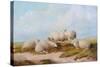 Sheep-Thomas Sidney Cooper-Stretched Canvas