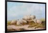 Sheep-Thomas Sidney Cooper-Framed Giclee Print