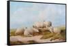 Sheep-Thomas Sidney Cooper-Framed Stretched Canvas