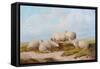 Sheep-Thomas Sidney Cooper-Framed Stretched Canvas