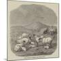 Sheep-null-Mounted Giclee Print