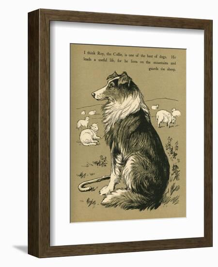 Sheepdog Guarding Flock of Sheep-null-Framed Photographic Print