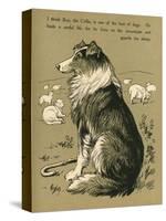 Sheepdog Guarding Flock of Sheep-null-Stretched Canvas