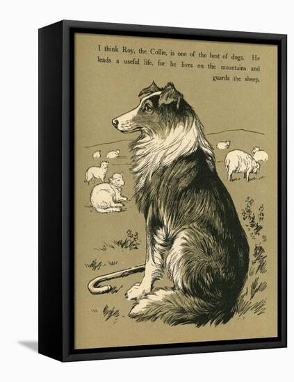 Sheepdog Guarding Flock of Sheep-null-Framed Stretched Canvas