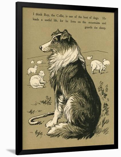 Sheepdog Guarding Flock of Sheep-null-Framed Photographic Print