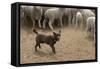 Sheepdog: Kelpie Helping to Muster Sheep-null-Framed Stretched Canvas