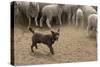 Sheepdog: Kelpie Helping to Muster Sheep-null-Stretched Canvas