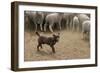 Sheepdog: Kelpie Helping to Muster Sheep-null-Framed Photographic Print