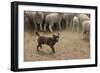 Sheepdog: Kelpie Helping to Muster Sheep-null-Framed Photographic Print