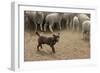 Sheepdog: Kelpie Helping to Muster Sheep-null-Framed Photographic Print