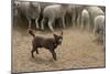 Sheepdog: Kelpie Helping to Muster Sheep-null-Mounted Photographic Print