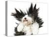 Sheepdog On White Background-kaprizka-Stretched Canvas