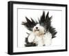 Sheepdog On White Background-kaprizka-Framed Art Print